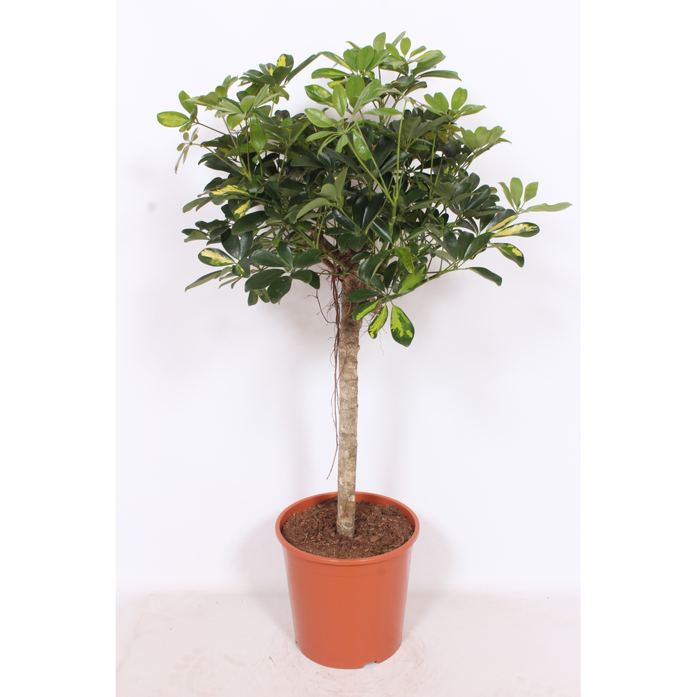 Schefflera Gold Capella.