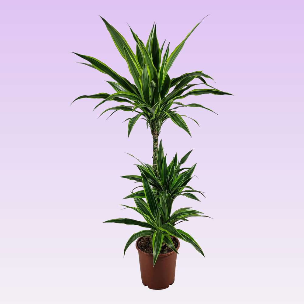 Dracaena lemon lime jumbo 60-30-15 115.
