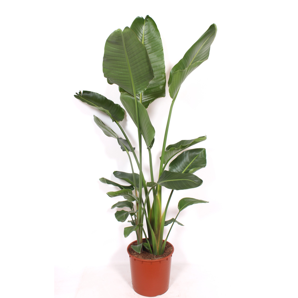 Strelitzia nicolai.