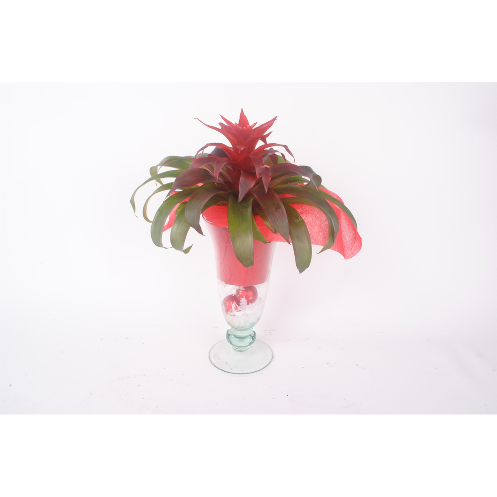 Bromelia IJscoupe kerst.