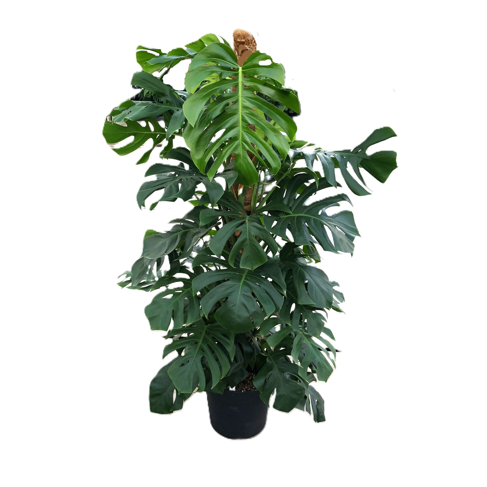 Monstera Pertusum Grp.