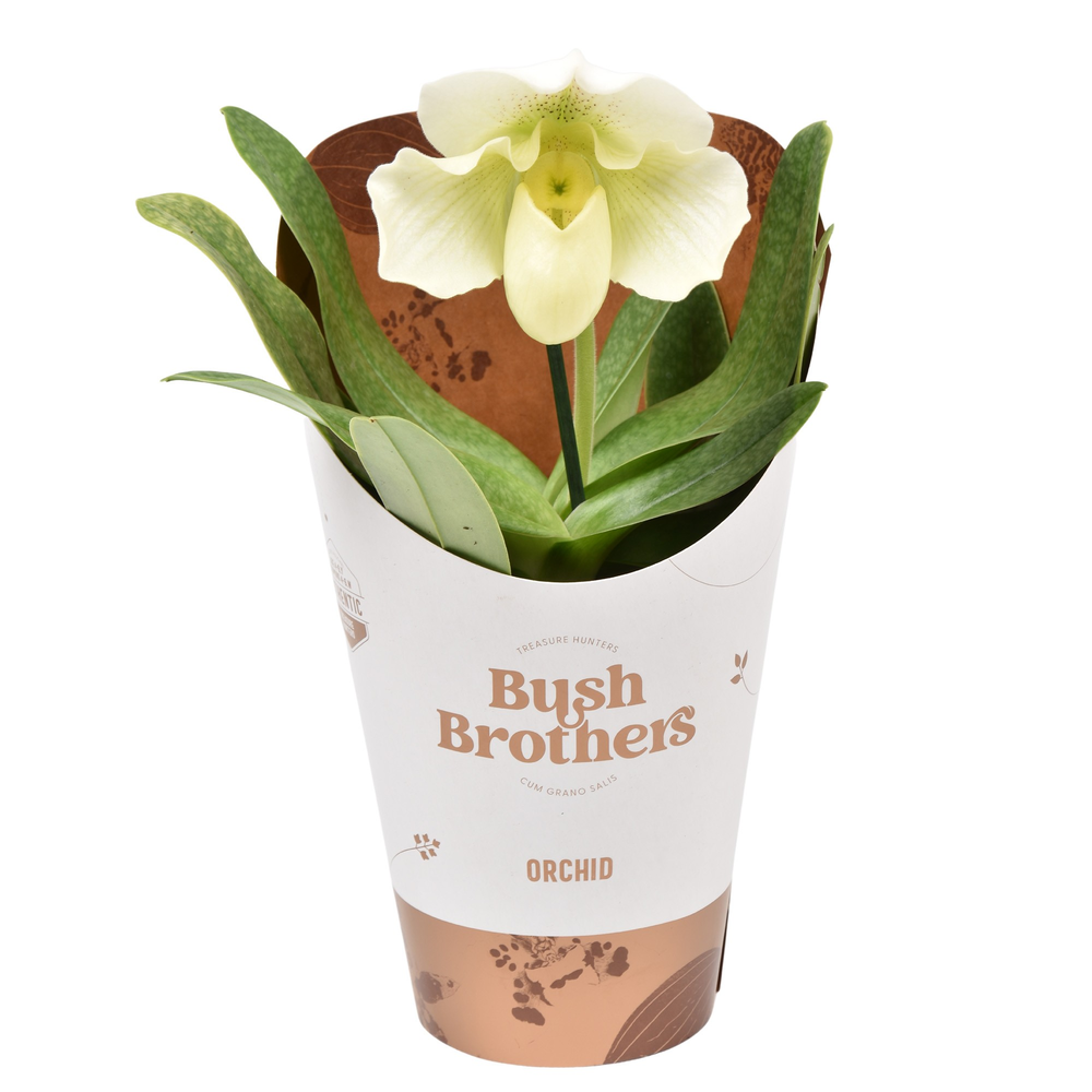 Paphiopedilum XXL wit 12 cm.