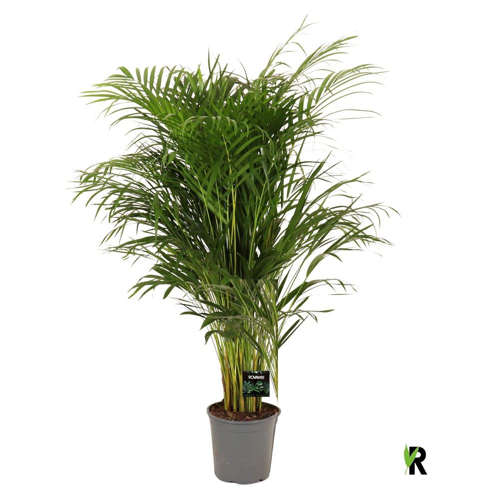 Dypsis lutescens, volle planten.