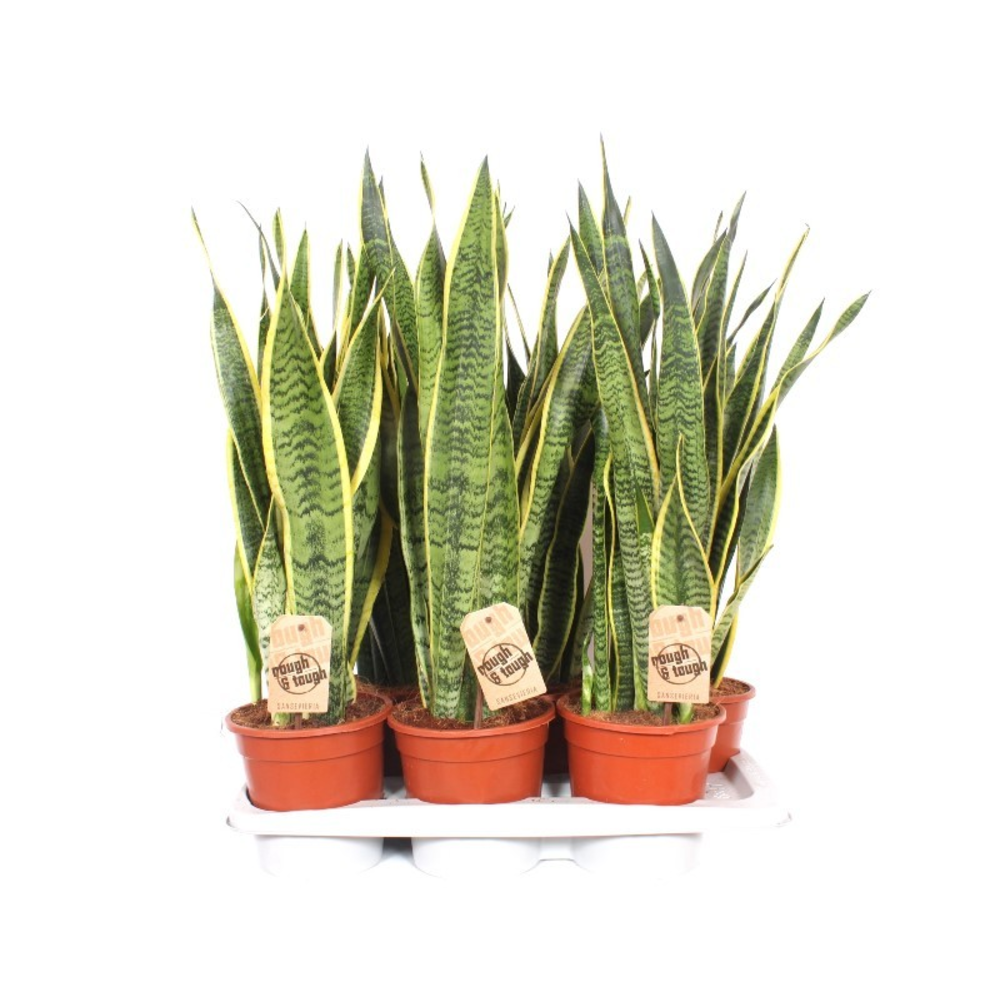 Sansevieria Laurentii.