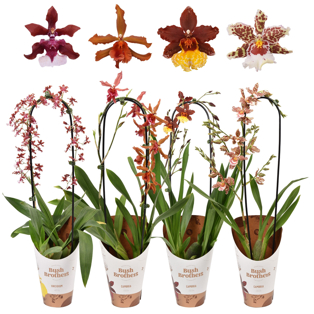 Bogen mix 12 cm.