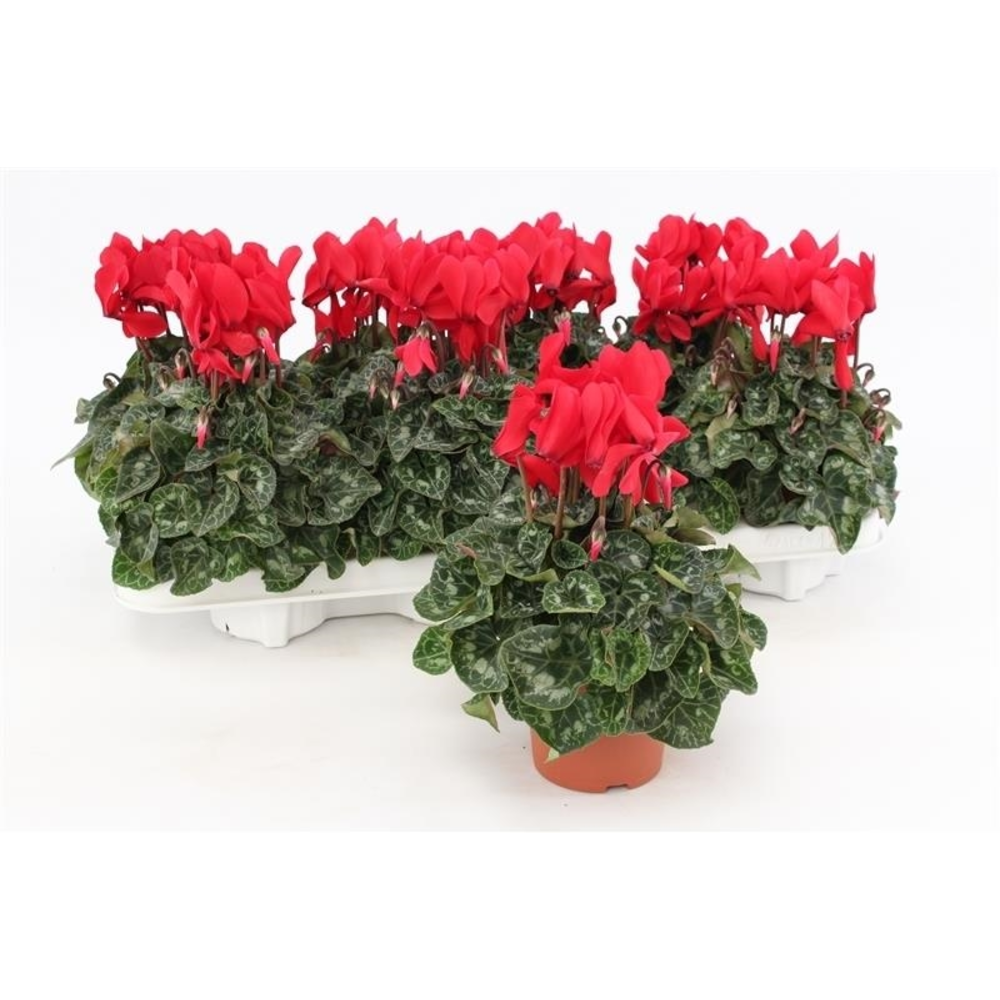 Cyclaam Midi Red.