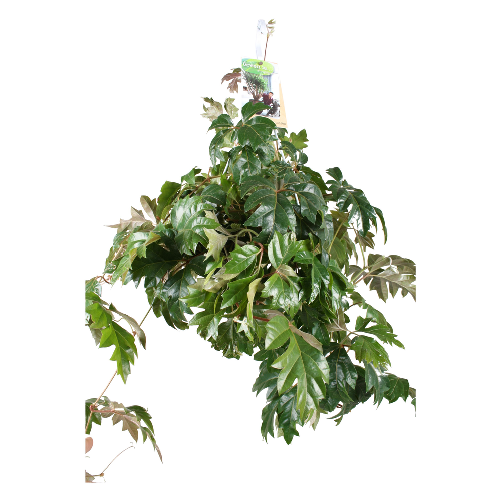 Cissus Ellen Danica hangpot.