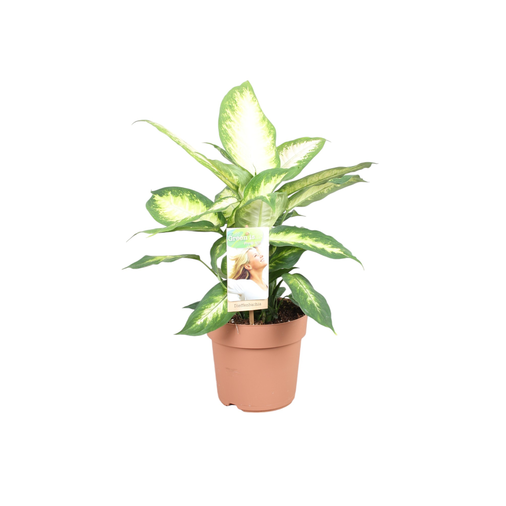 Dieffenbachia Camilla.