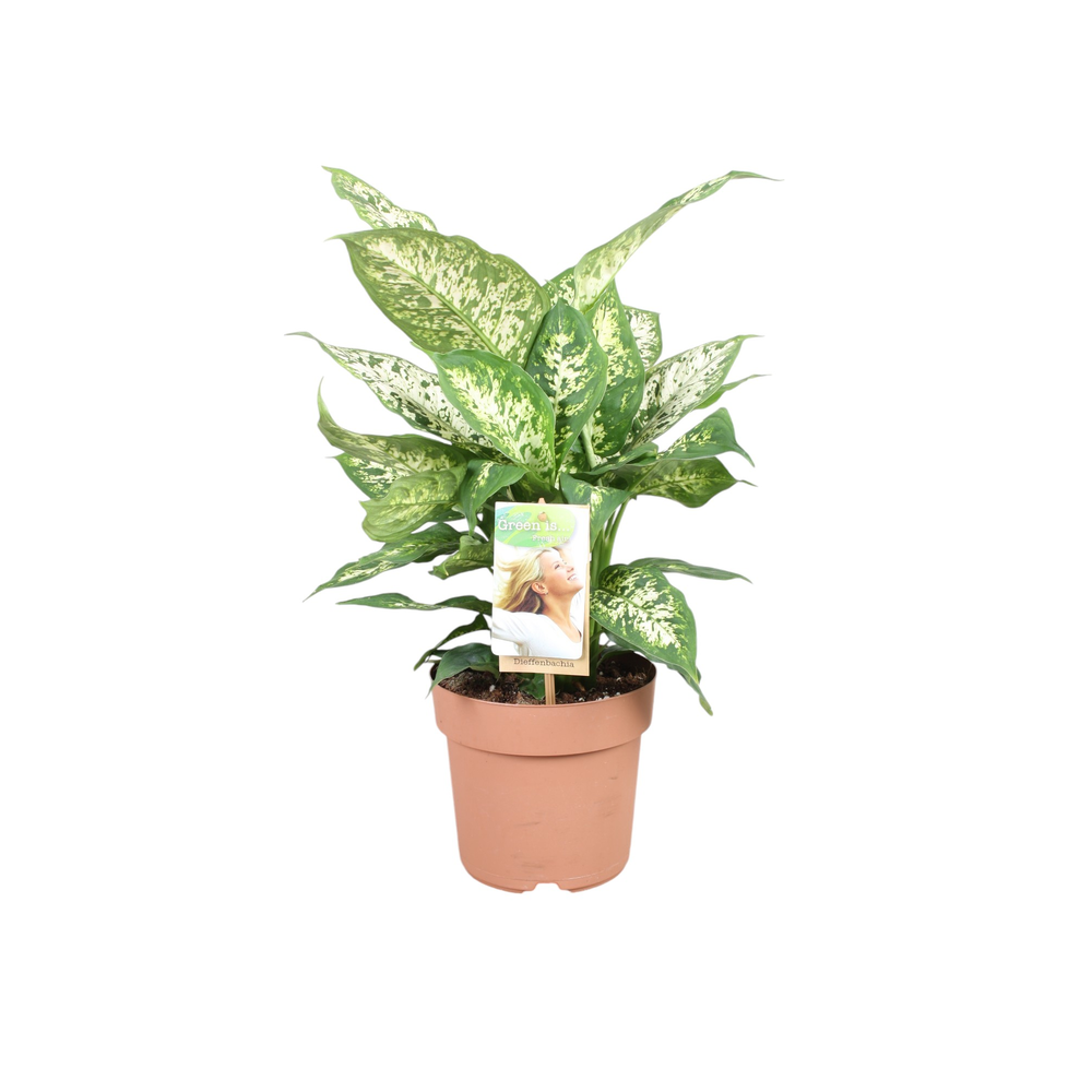 Dieffenbachia Compacta.