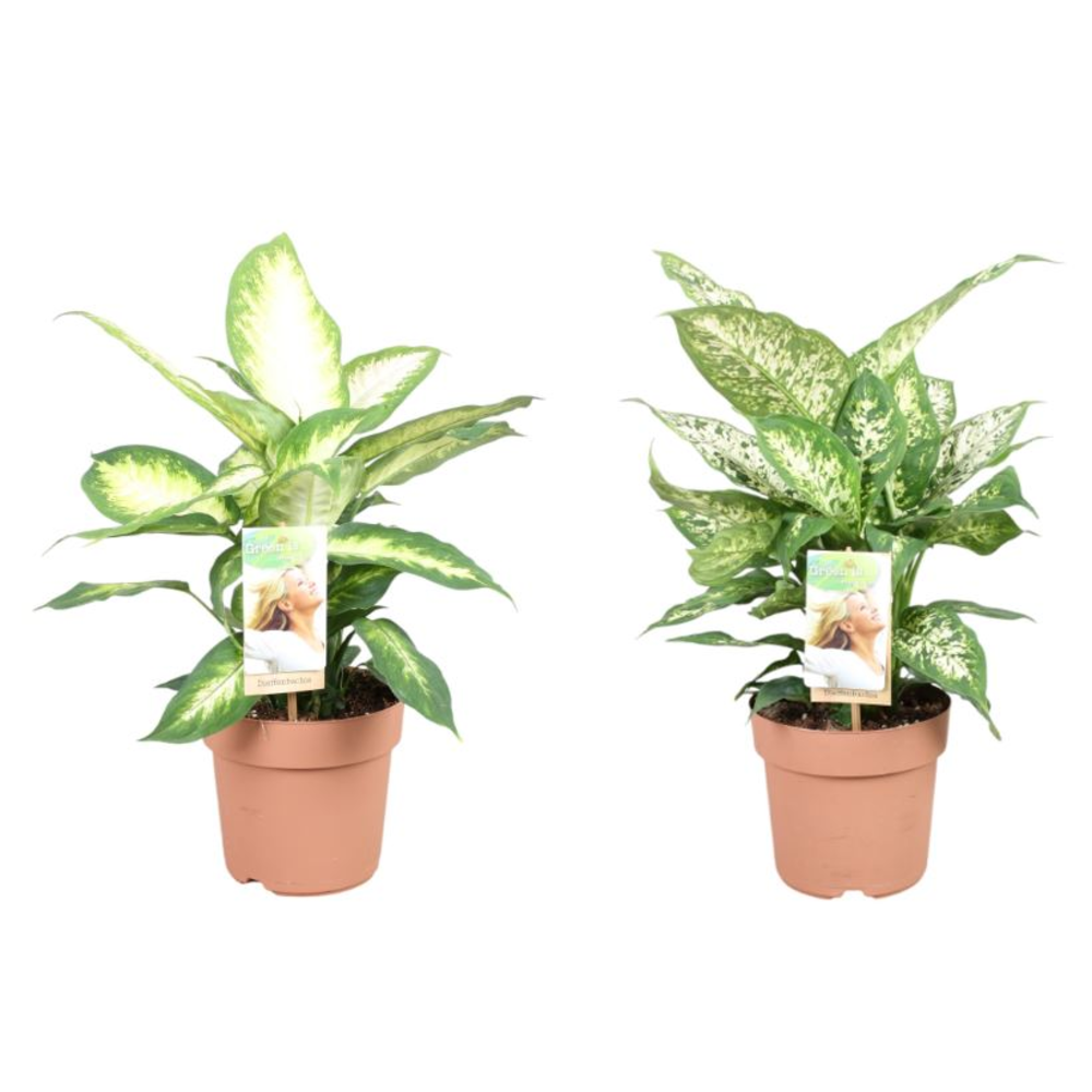Dieffenbachia gemengd in tray - 2 soorten.