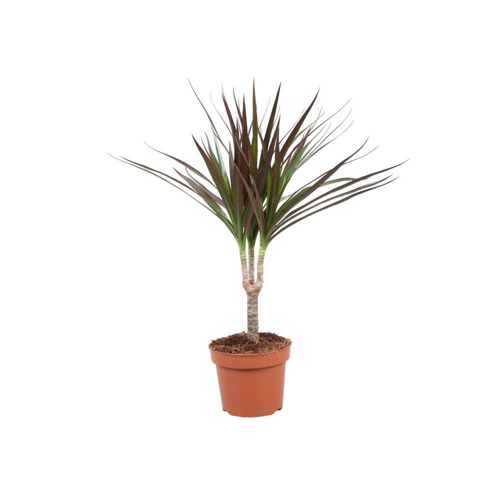 Dracaena Magenta enkele stam.