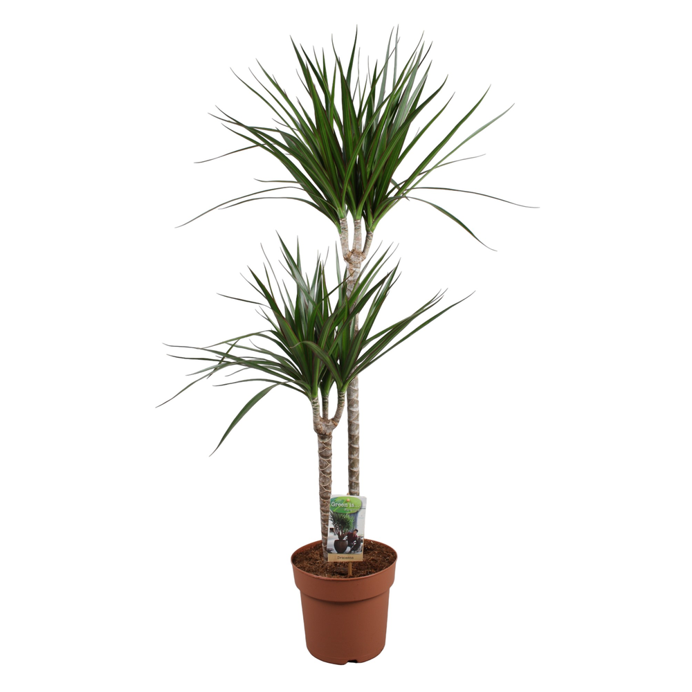 Dracaena Marginata 60-30.
