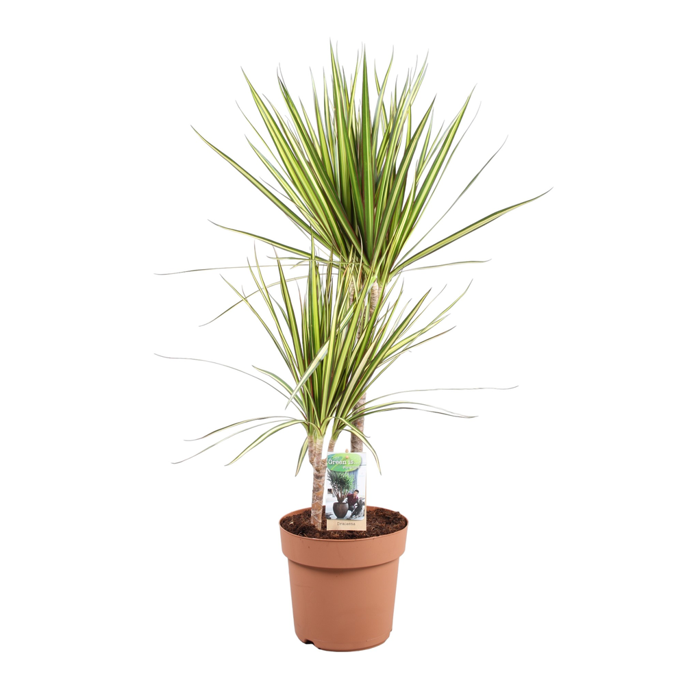 Dracaena Sunray 45-15.