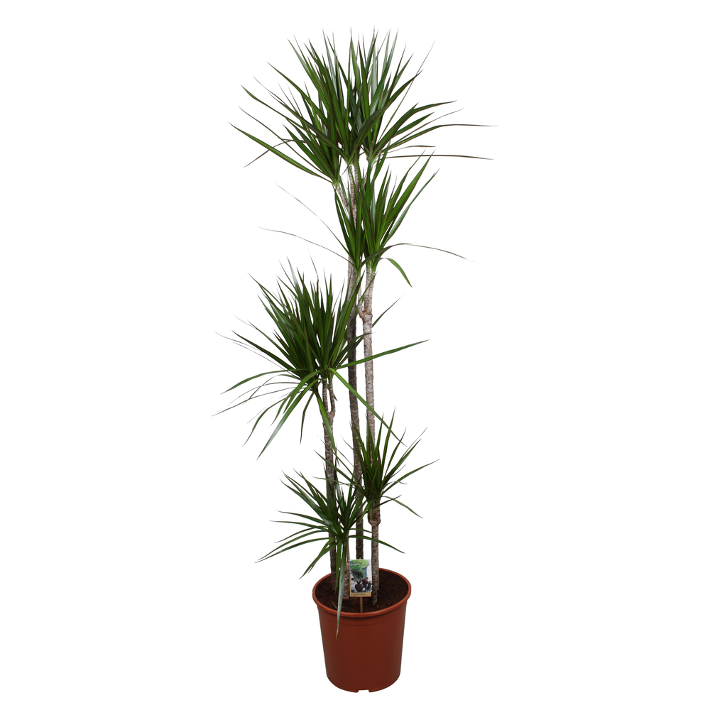 Dracaena Marginata 120-90-60-30-15.