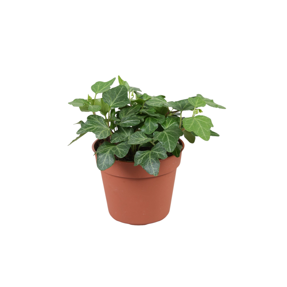 Hedera helix Wonder.