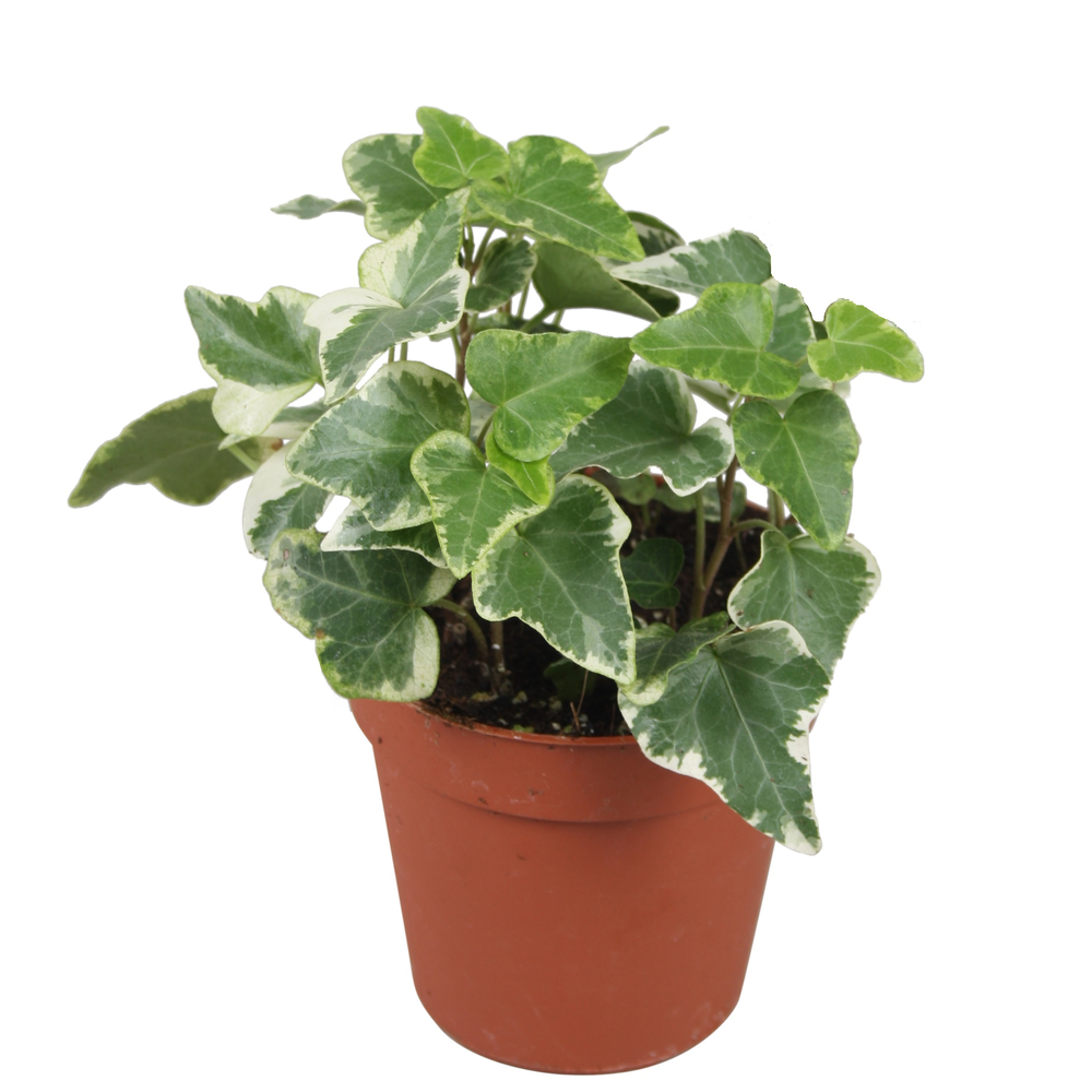 Hedera helix Eva.