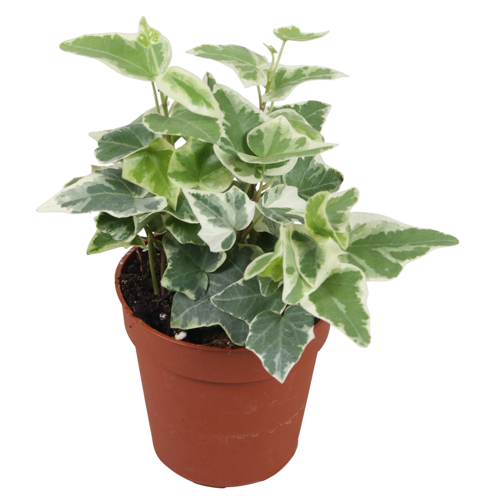 Hedera helix Ingelise.
