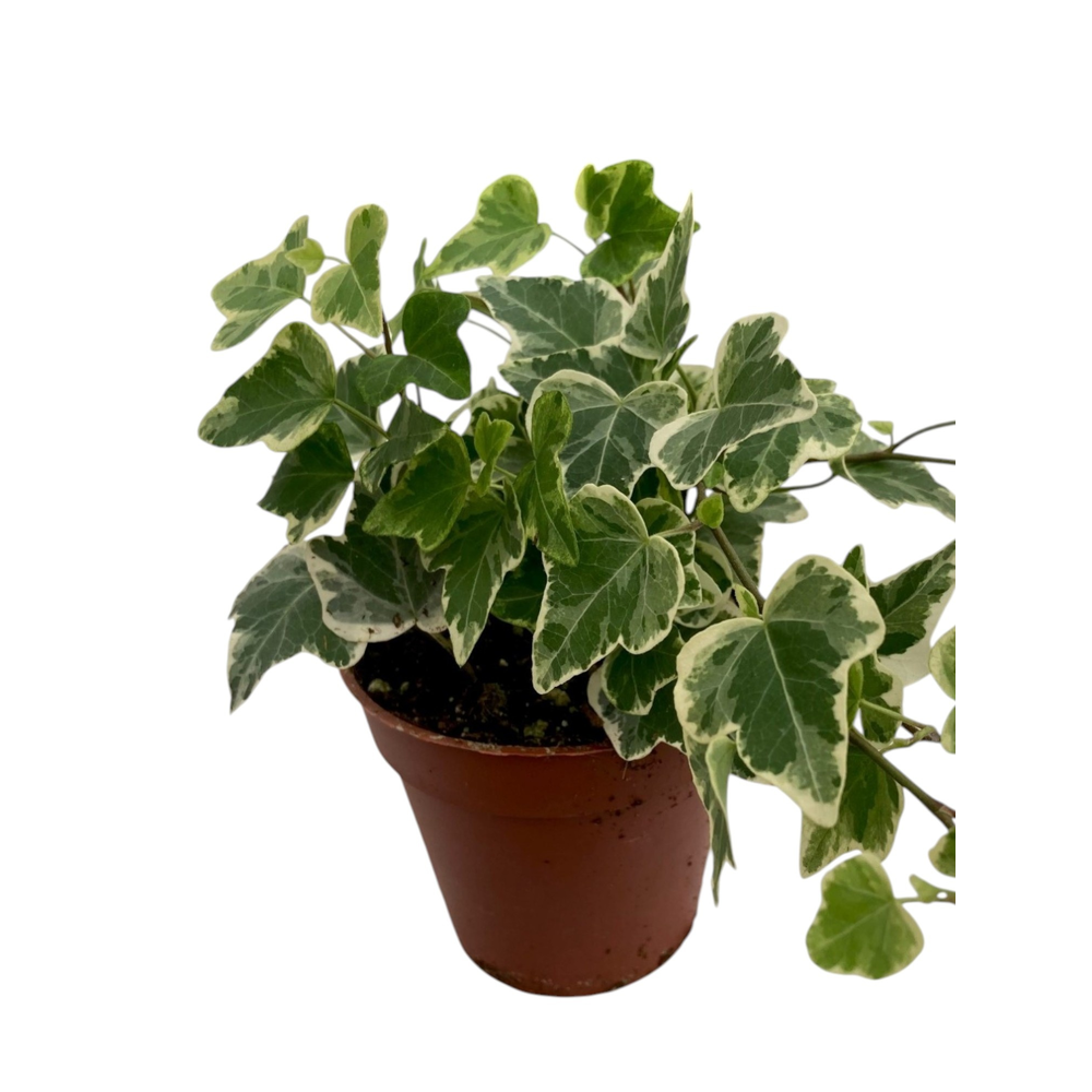 Hedera helix White Wonder.