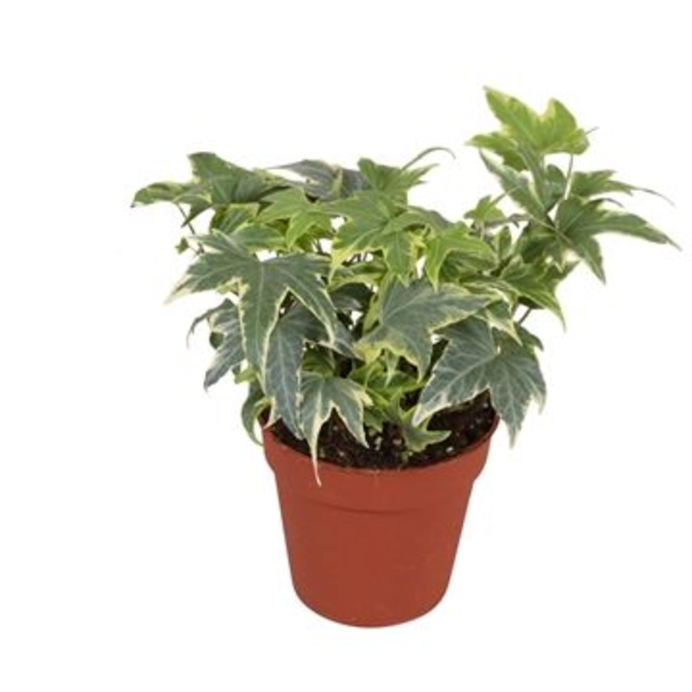 Hedera helix Yellow Ripple.