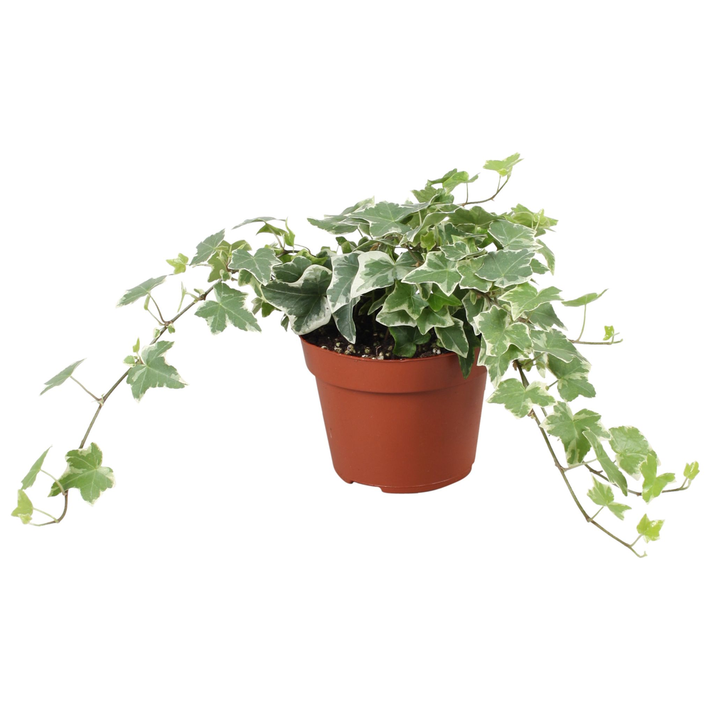 Hedera helix overig bont.