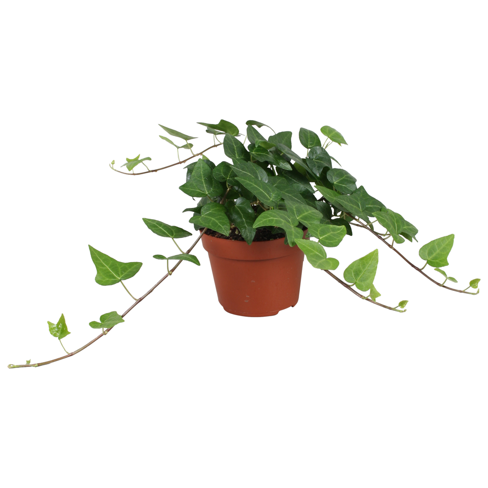 Hedera helix Mein Herz.