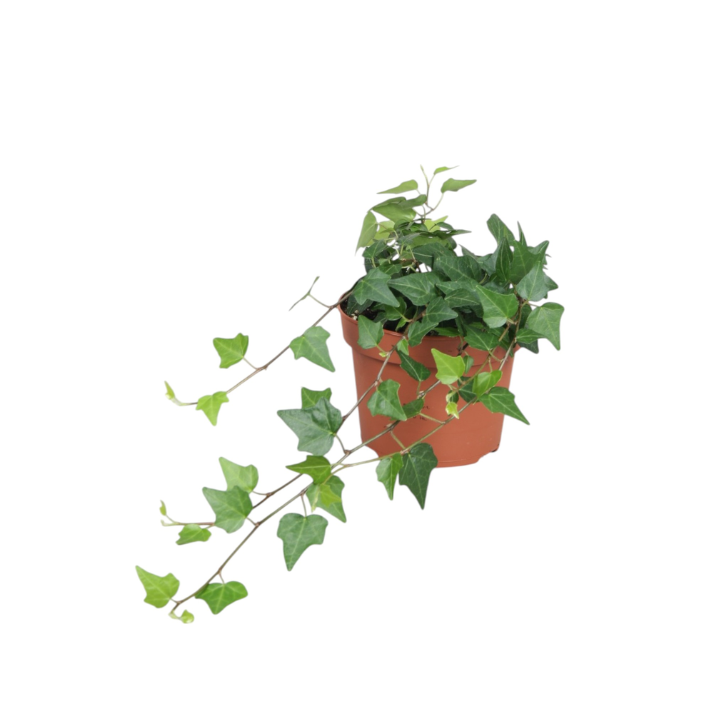 Hedera helix Lady Kay.