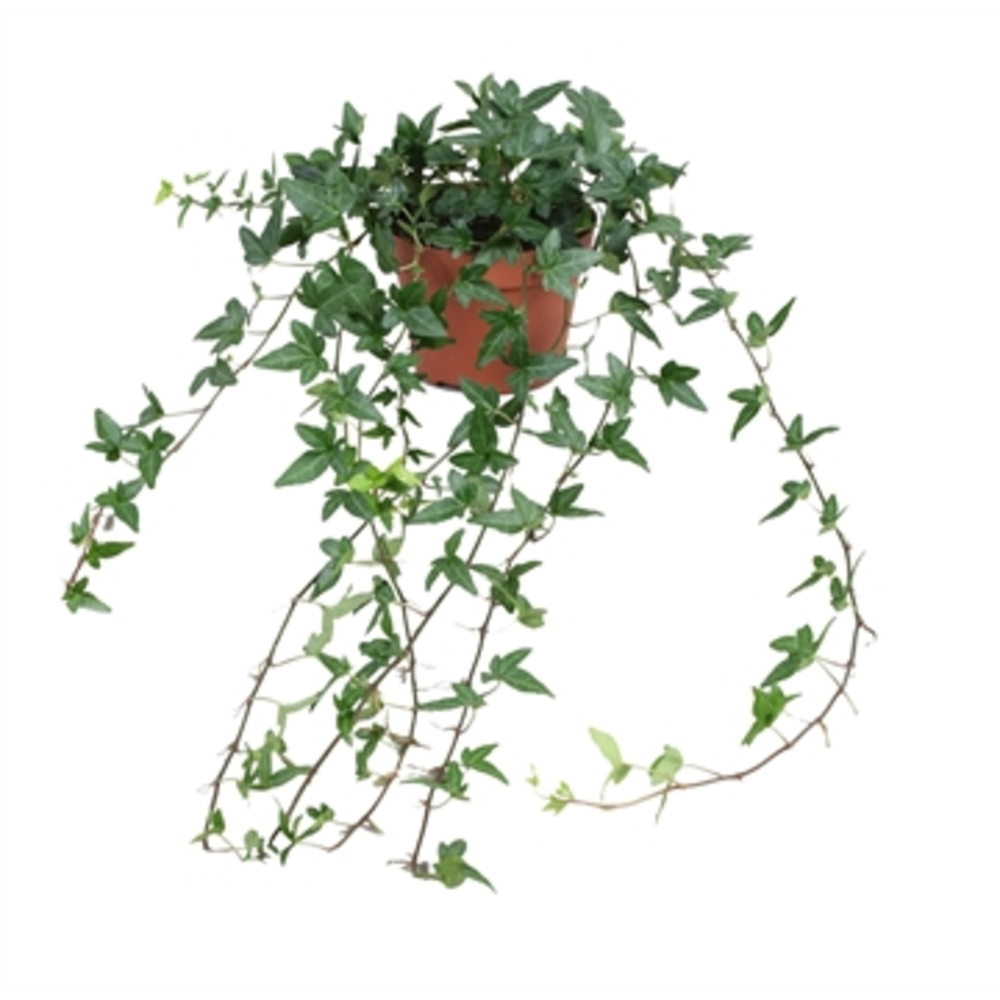 Hedera helix Shamrock - medium long.