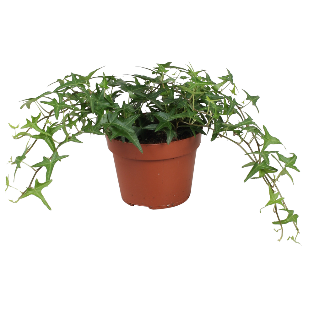 Hedera helix Sagittaefolia.