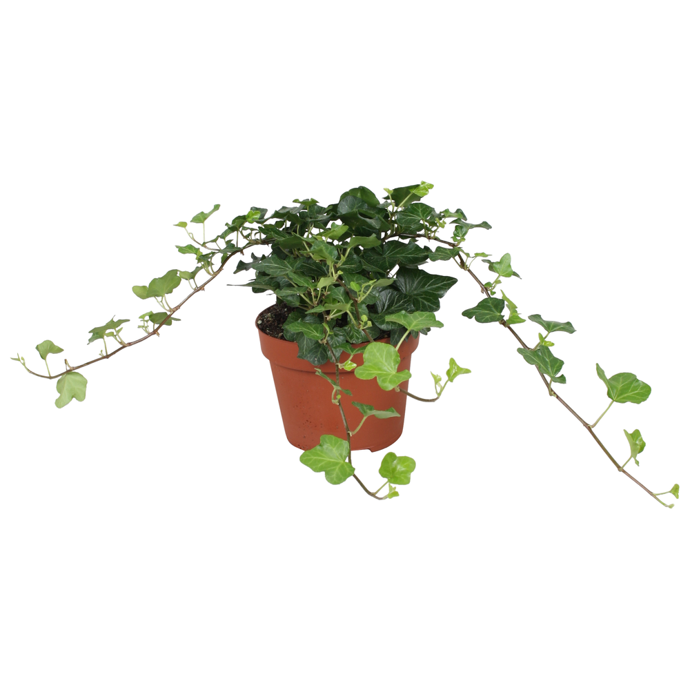 Hedera helix Wonder.