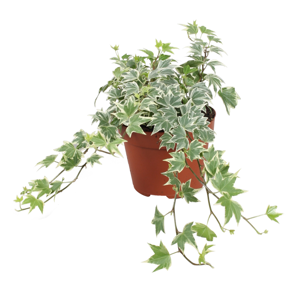 Hedera helix White Ripple.