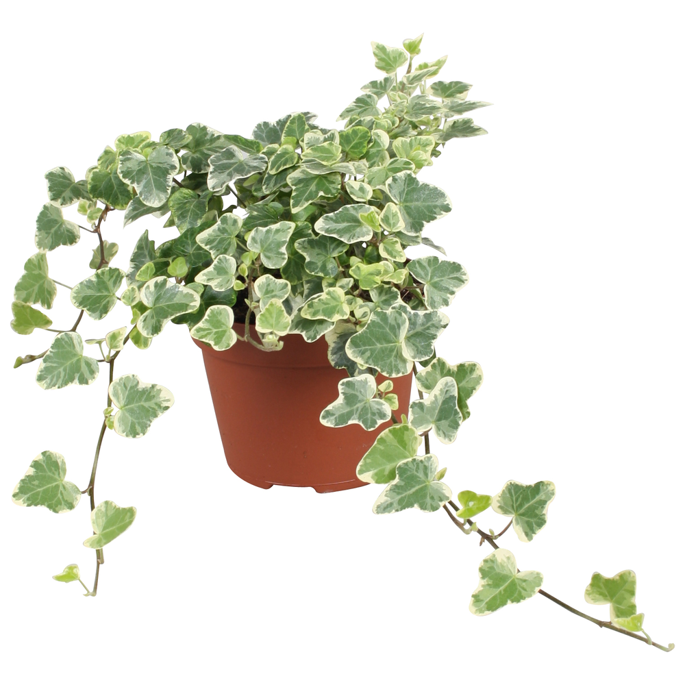 Hedera helix White Wonder.