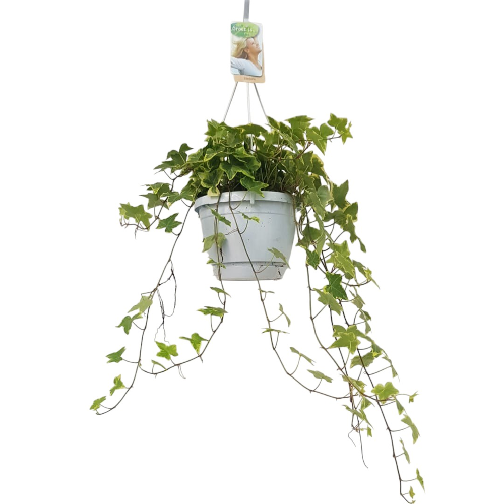 Hedera helix geelbont - hangpot wit / basic.