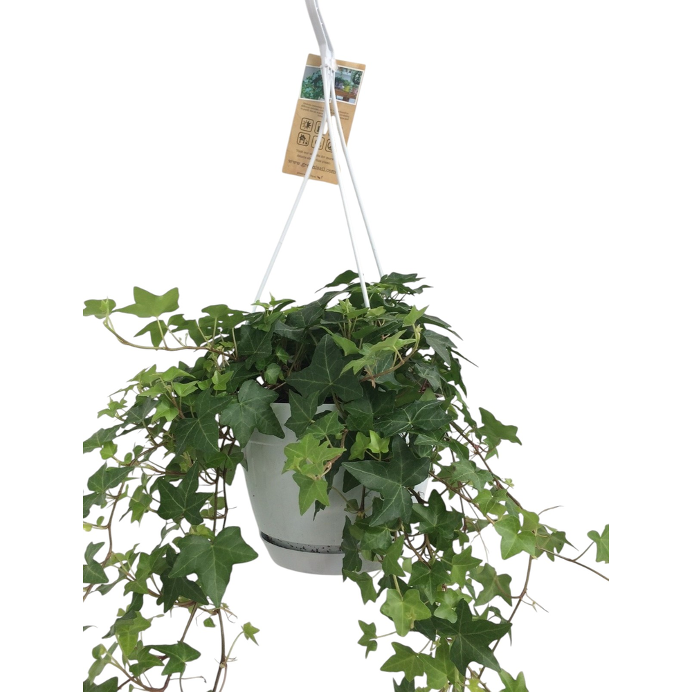 Hedera helix groen - hangpot wit / basic.