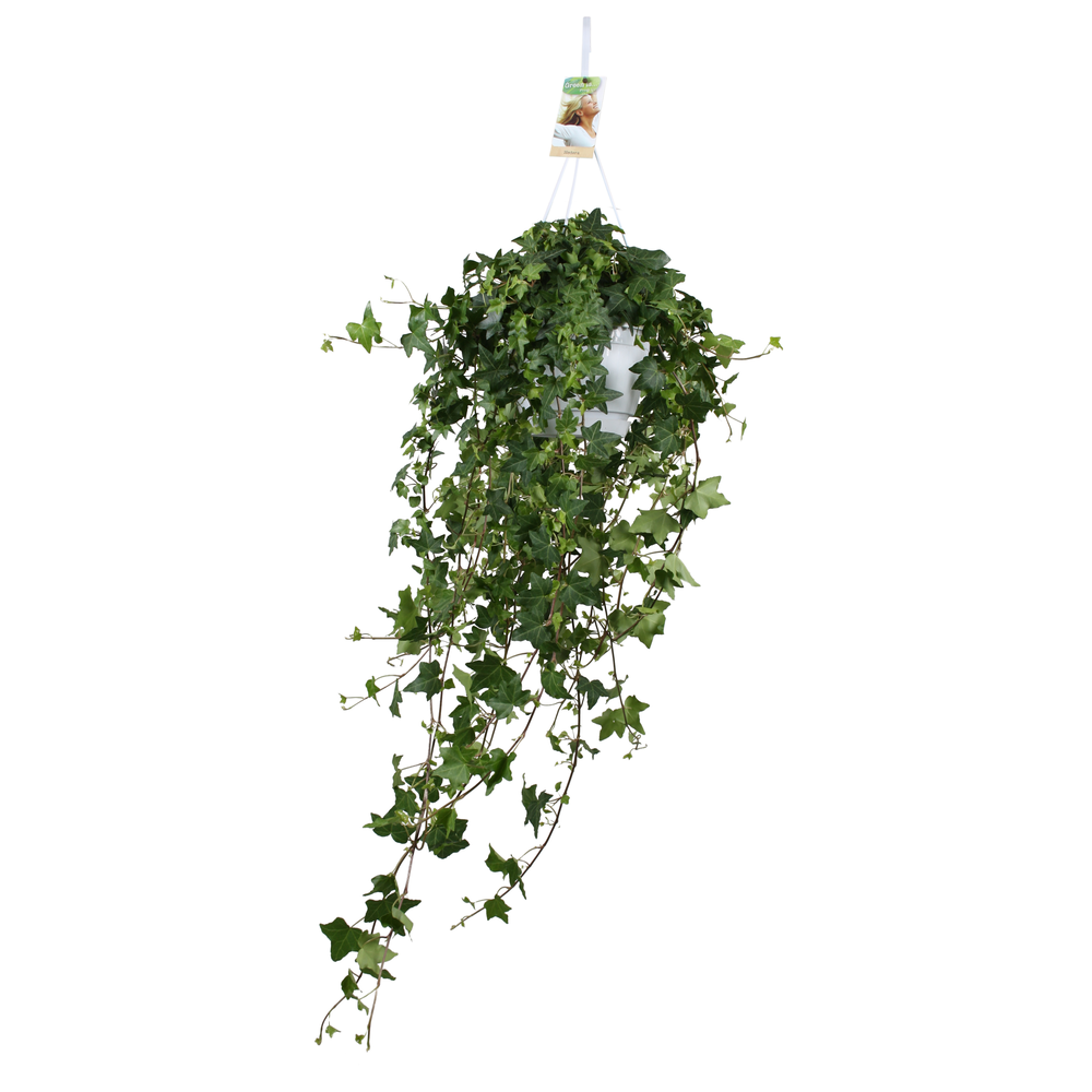 Hedera helix Pitsburg - hang/XXL.