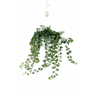 Hedera helix Wonder - hang/XXL.