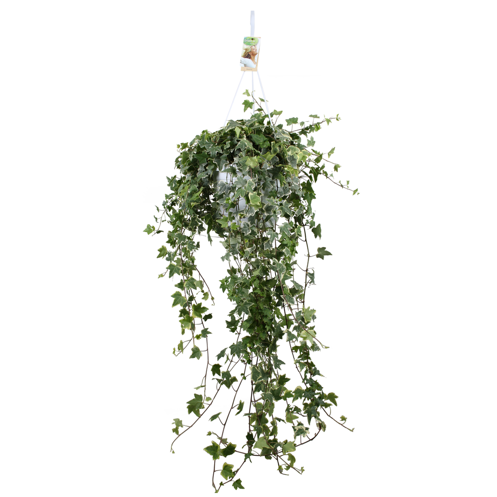 Hedera helix Eva - hang/XXL.
