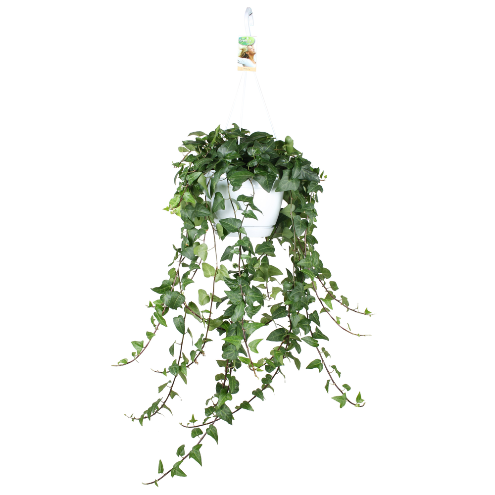Hedera helix Mein Herz - hang/XXL.