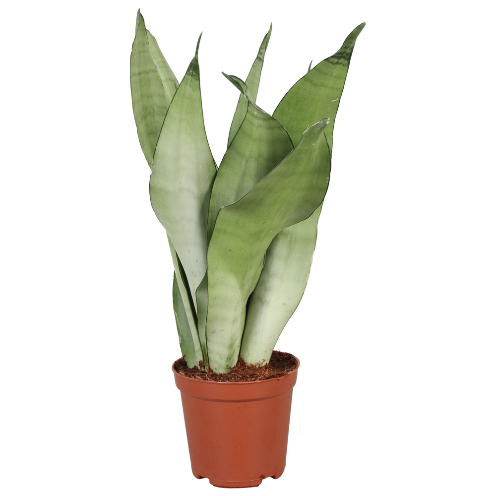 Sansevieria Moonshine.