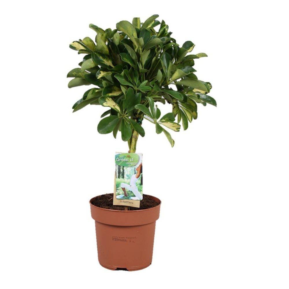 Schefflera Gold Capella - gevlochten stam.