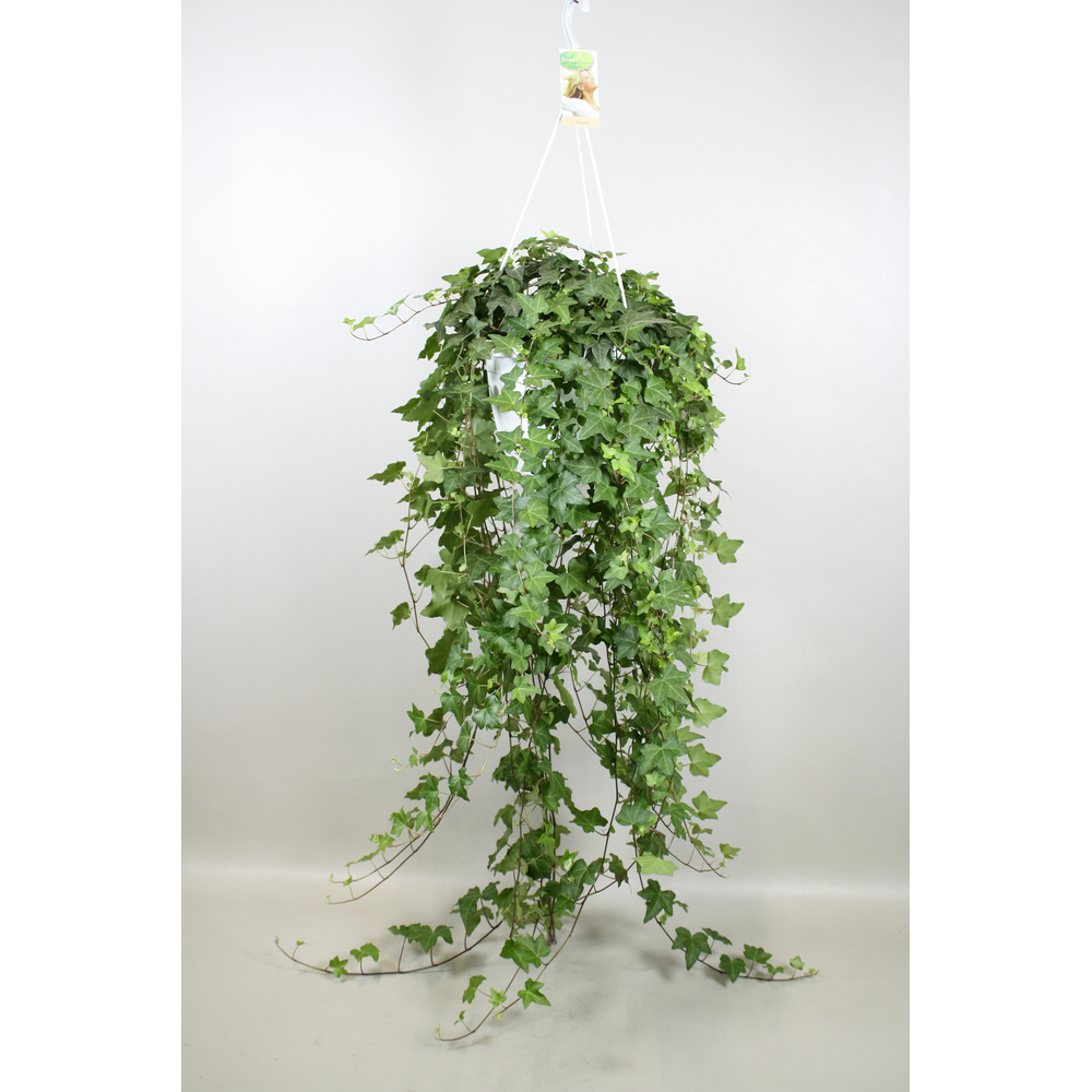 Hedera helix Pitsburg - hang/XXL.