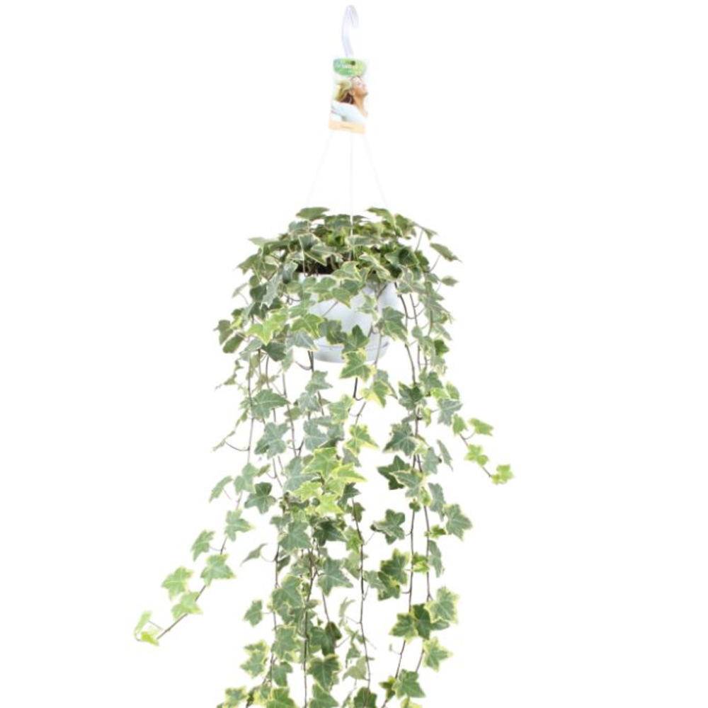Hedera helix Gold Child - hang/XXL.
