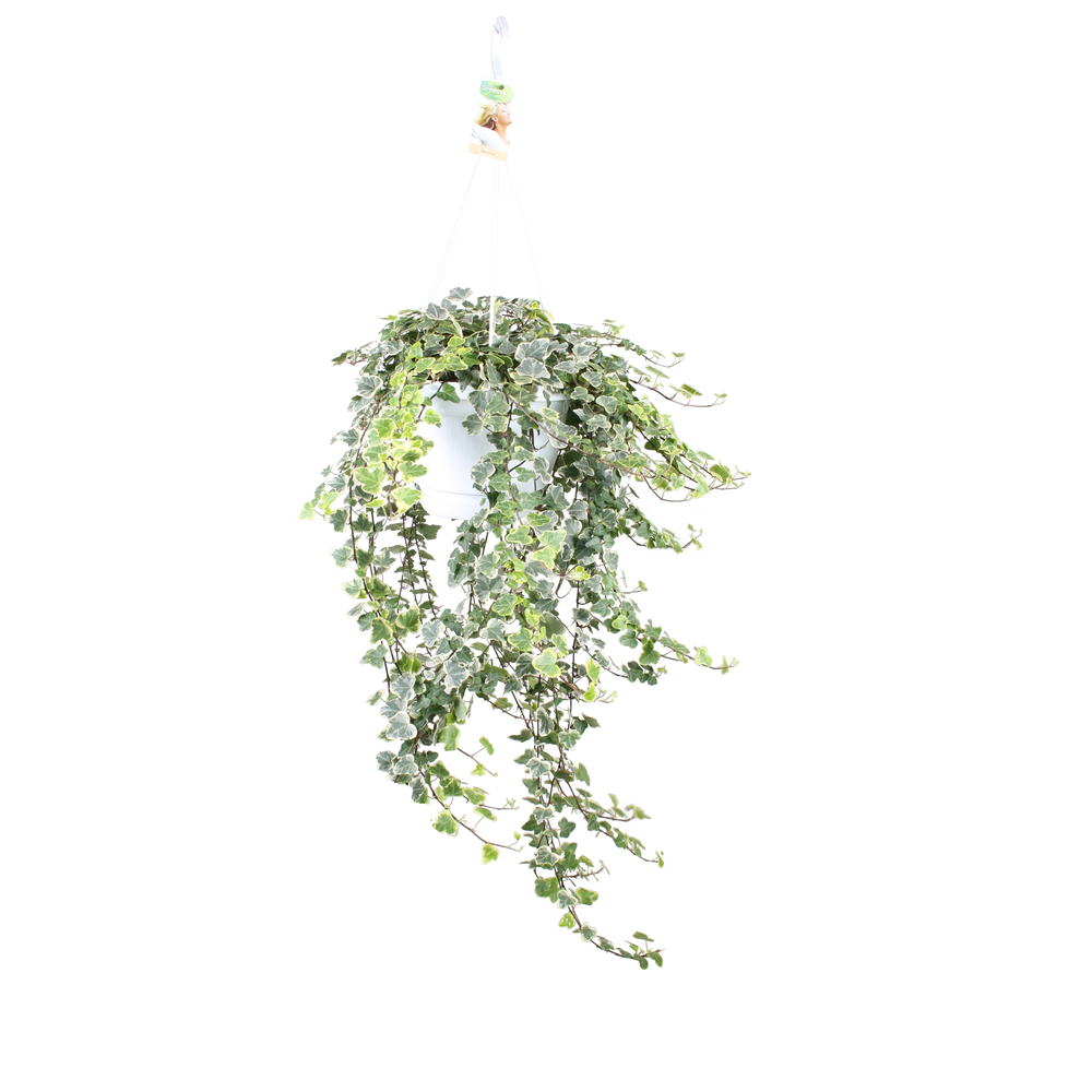 Hedera helix White wonder - hang/XXL.