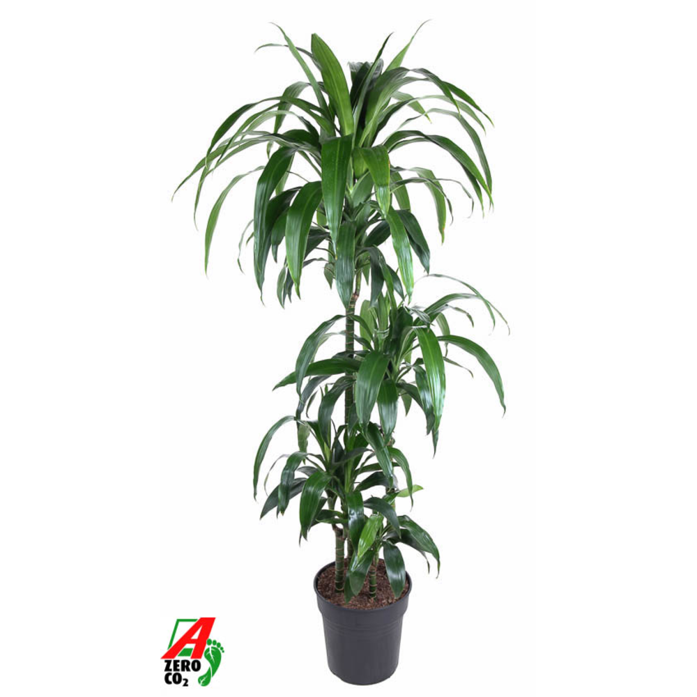 Dracaena Janet Craig 90-60-30-15.