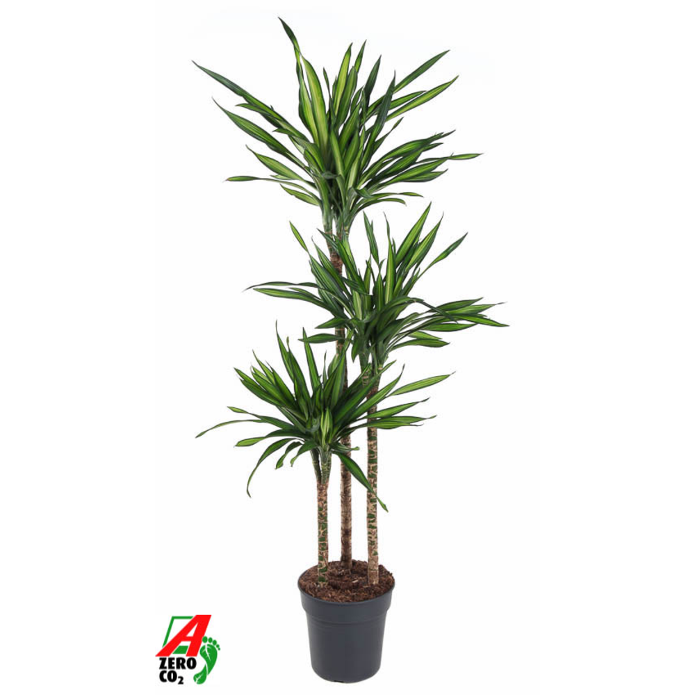 Dracaena Riki 90-60-30.