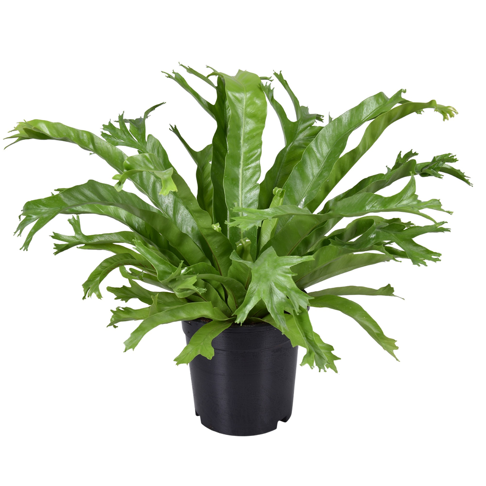 Asplenium Crissie.