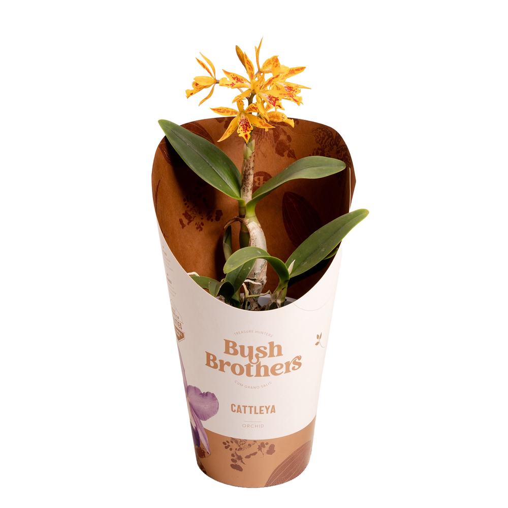 Epi Cattleya Volcano Trick 1 tak 2+ 12 cm.