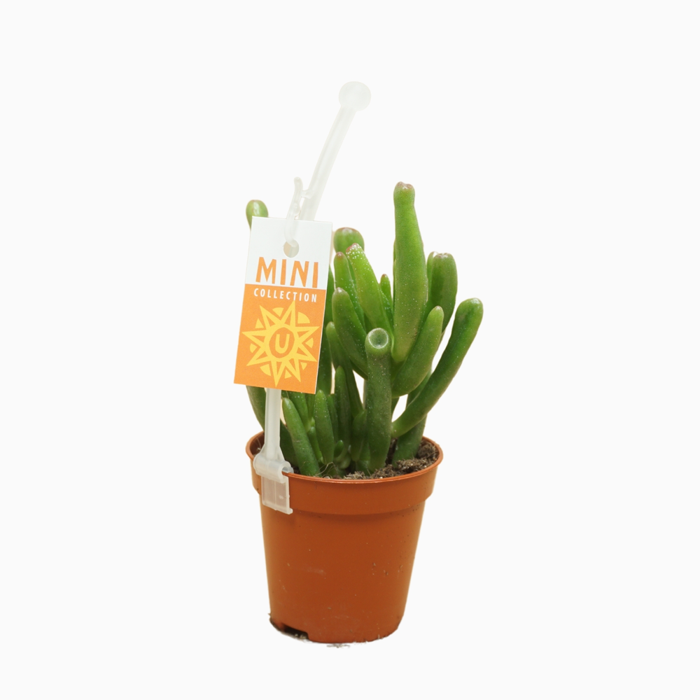Crassula gollum 5,5 cm.