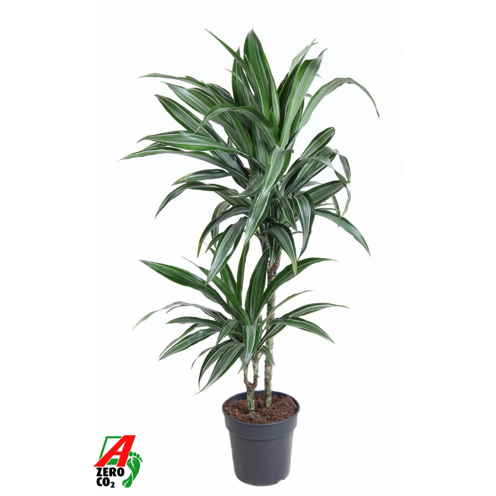 Dracaena Ulises 45-15.