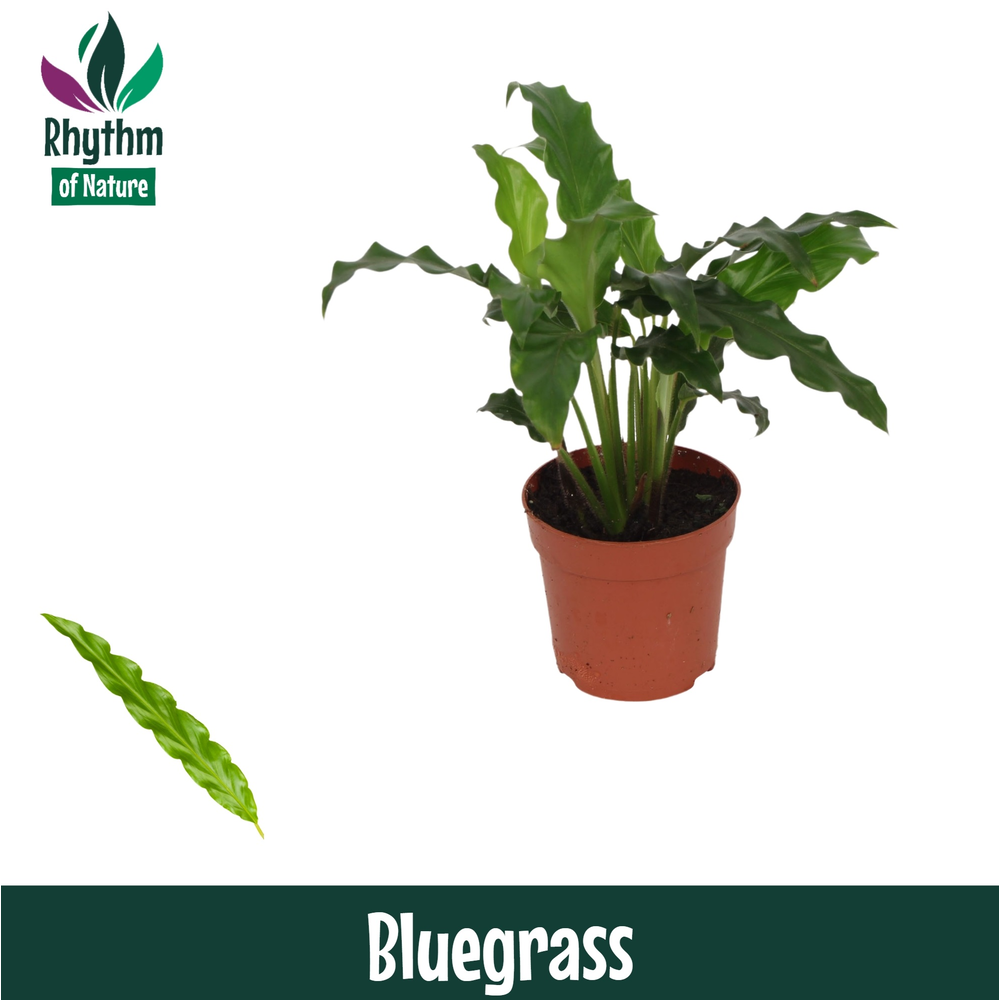 Calathea 7cm Bluegrass.