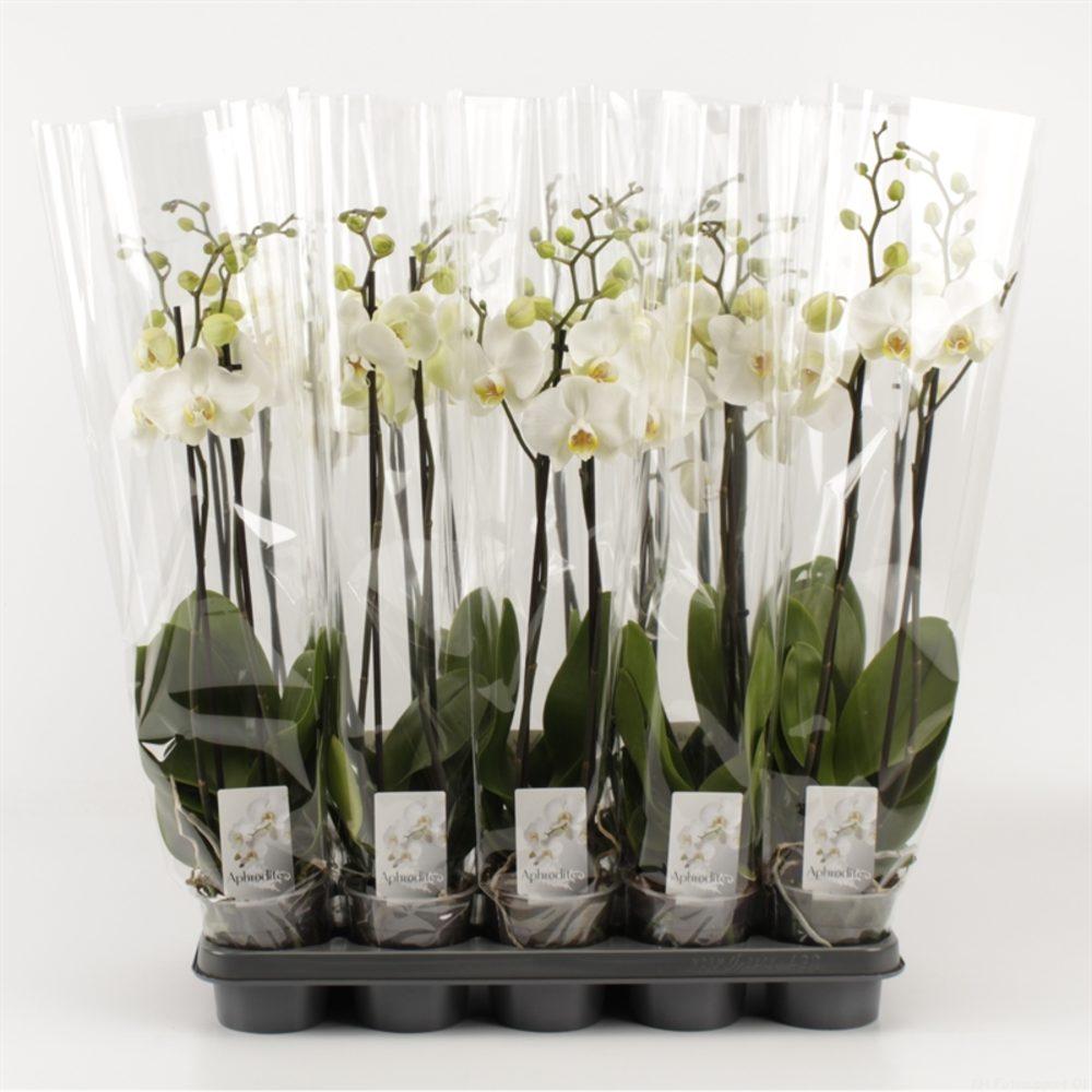 Phalaenopsis overig wit 2 Tak Wit.